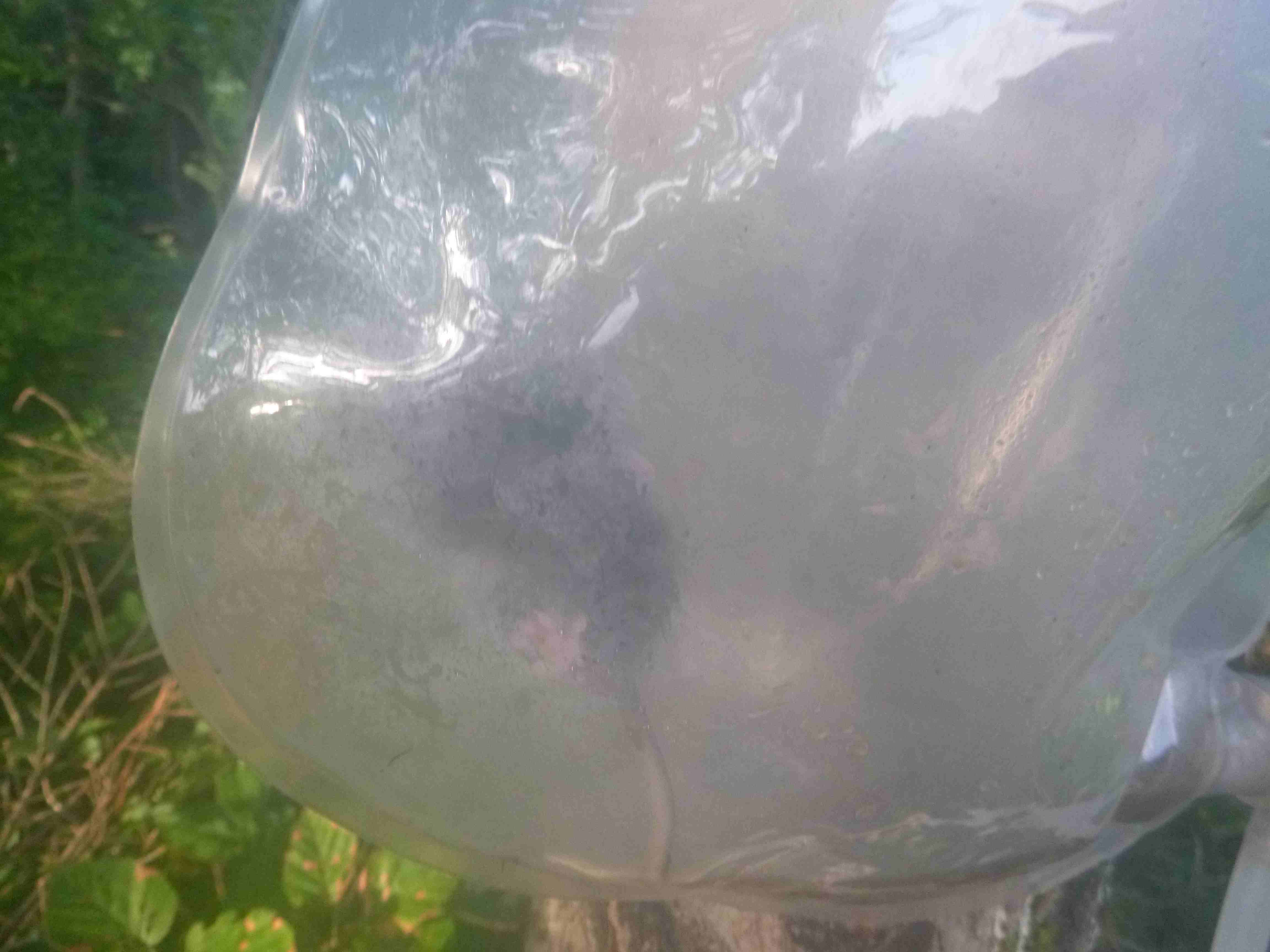 2016-08-09 BWCWA mouse.jpg